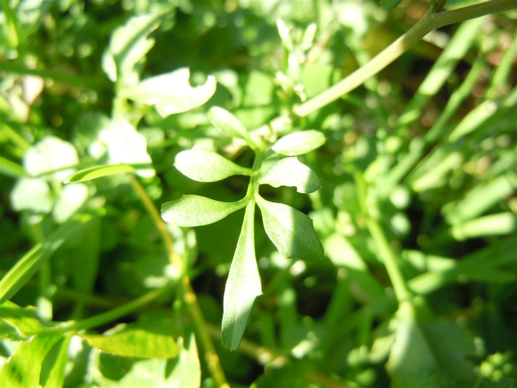 Strana piantina - Cardamine hirsuta